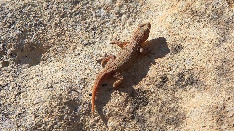Com a descoberta desta nova espécie, a ilha de São Nicolau alberga agora três espécies de osgas únicas