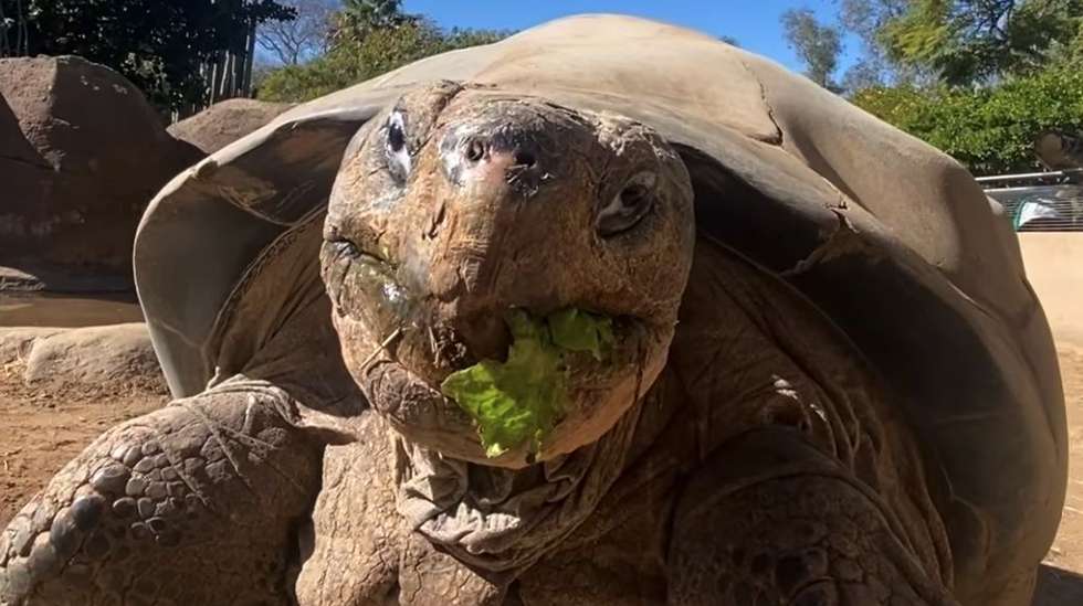Gramma, tartaruga Zoo San Diego