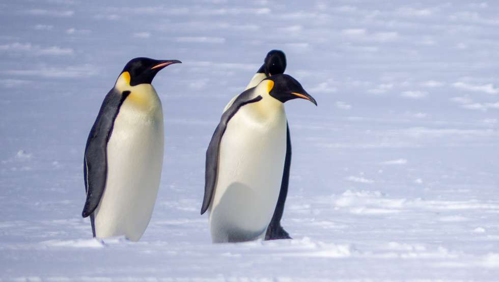 ECHO com pinguins
