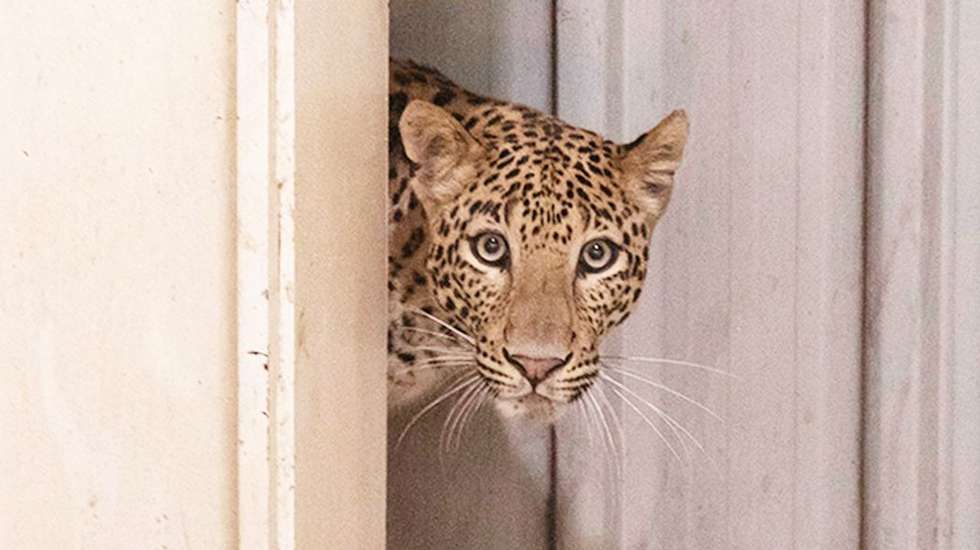 Estudo destaca adaptações únicas dos leopardos-das-neves que levaram a espécie a chegar à Península Ibérica