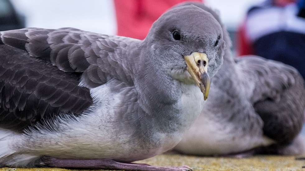 Cagarros recentemente libertados em Angra do Heroísmo, Ilha Terceira, Açores, 27 de outubro de 2019. (ACOMPANHA TEXTO DE 17/11/2019) ANTÓNIO ARAÚJO/LUSA