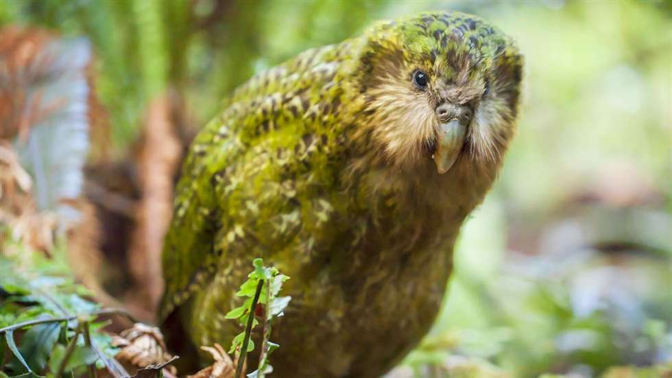 A papagaio Stella, da espécie kakapo, vive na Stella ilha de Whenua Hou