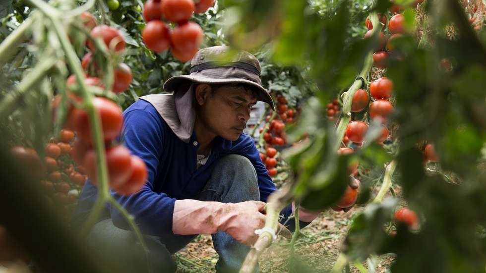 É preciso imigrantes para a agricultura crescer, porque não há mão-de-obra suficiente em Portugal