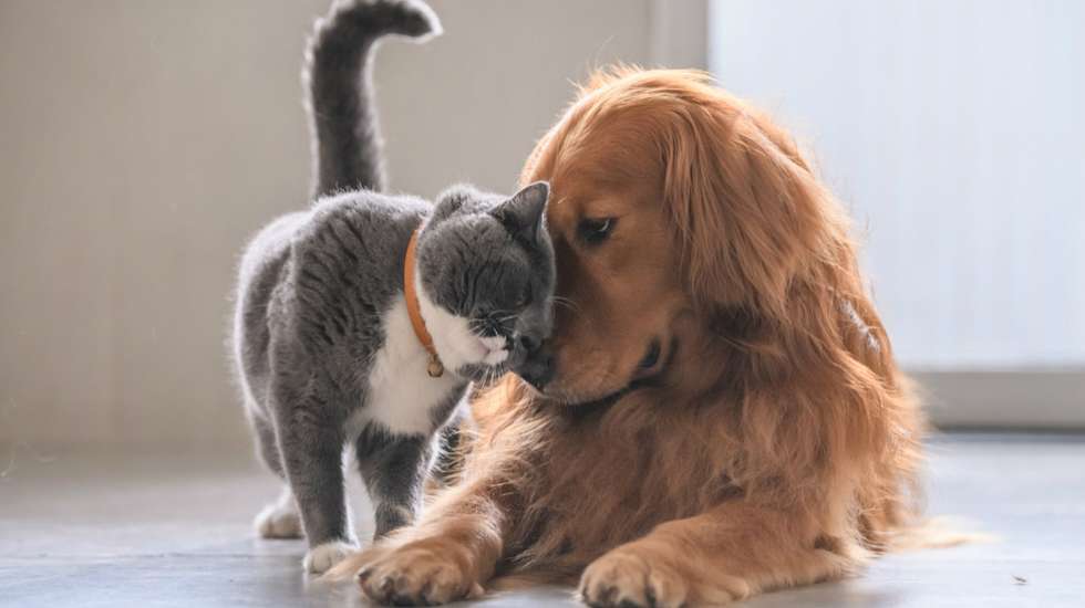 Famílias vulneráveis vão ter ajuda para cuidar dos animais de companhia