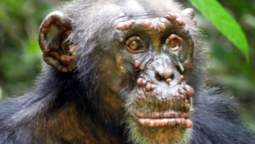 Sendo uma espécie de risco de extinção, os cientistas temem que a doença possa ter um impacto nestes mamíferos