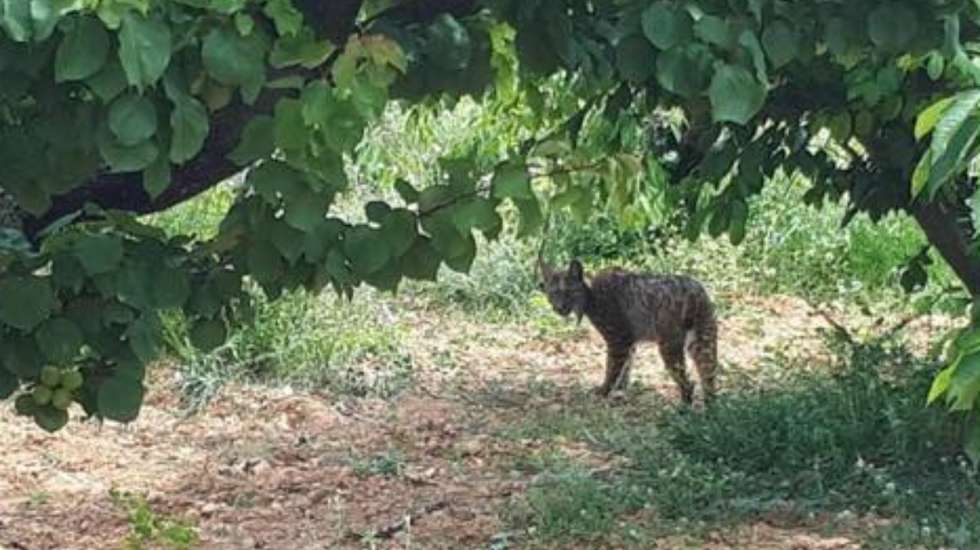 Segundo a ADLO Pirineo, o animal foi registado pela câmara da associação em abril, mas as imagens só foram visionadas no verão