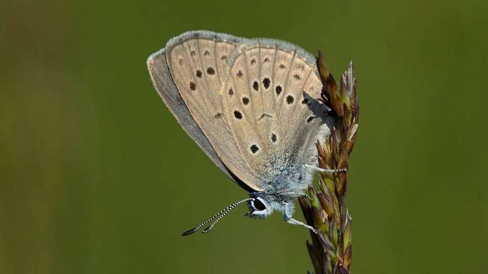 Gentiaanblauwtje_-_Phengaris_alcon_14848903723-1024x682-cópia