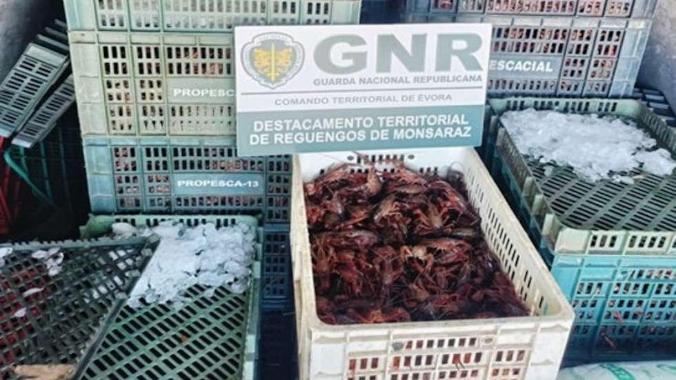 A GNR identificou um homem, de 47 anos e apreendeu os lagostins, acompanhados de 74 caixas de transporte