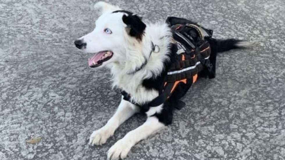Tsunami, um border collie de nove anos que está a auxiliar nas missões de resgate após os sismos da Venezuela de 24 de junho de 2026