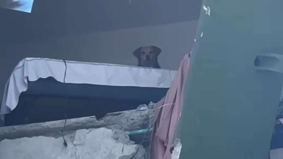 Cadela foi observada por moradores que apelaram ao socorro do animal