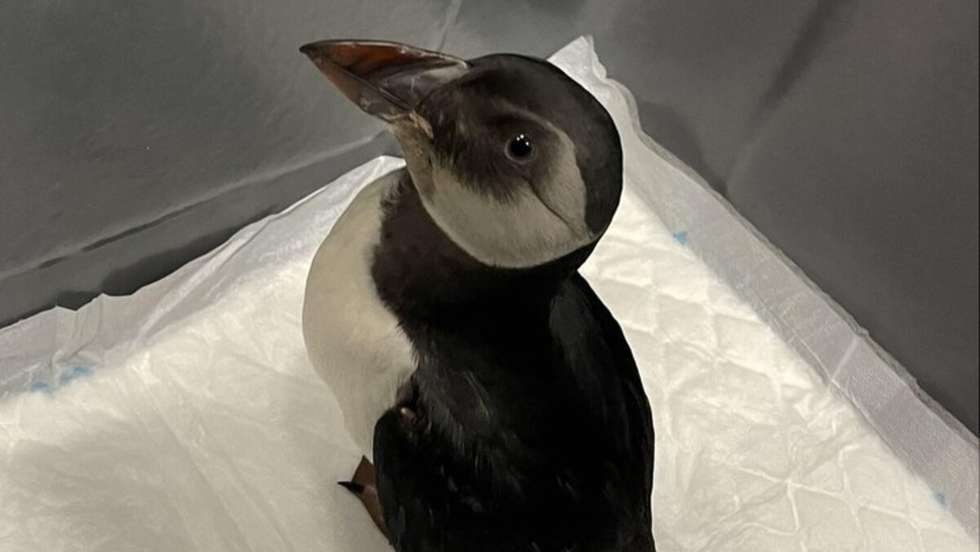 O CRAM recomenda que sempre que alguém veja um animal marinho arrojado na costa entre em contacto com a GNR ou com os vigilantes da Natureza