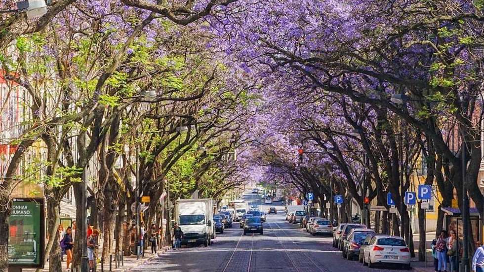 Sementes de jacarandá foram trazidas do Brasil no início do século XIX