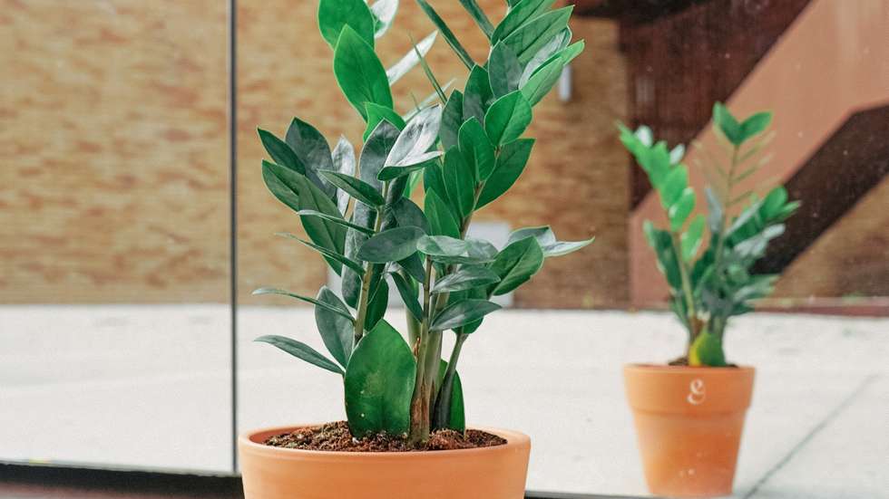 A loja online foi lançada em dezembro e tem 12 plantas diferentes