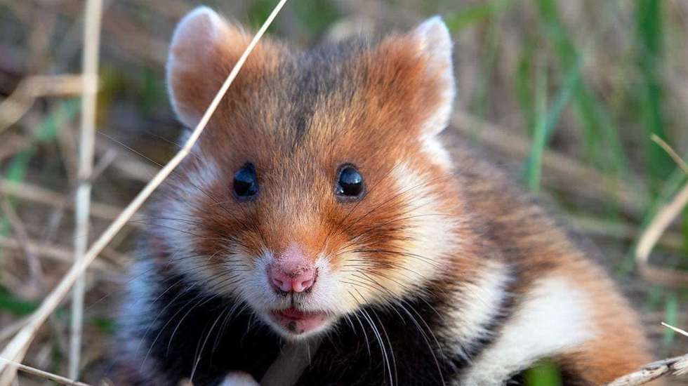 Com o stress da guerra, vários hamsters sofreram ataques cardíacos