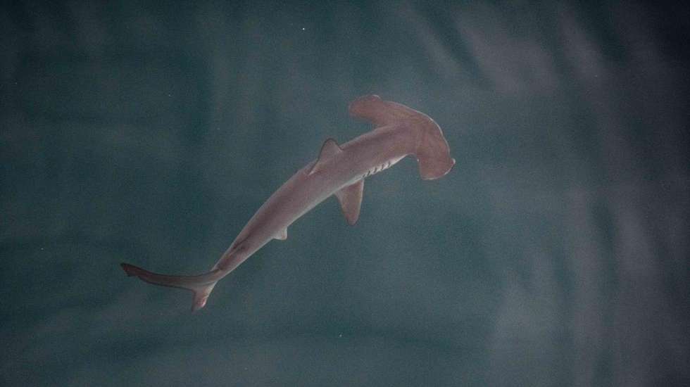 epa11314547 A handout photo made available by Greenpeace shows a young smooth hammerhead shark (sphyrna zygaena) in a small bay of Isabela Island, the biggest of the Galapagos Islands, Ecuador, 21 March 2024 (issued 02 May 2024). According to Greenpeace, scientists on a Greenpeace expedition in the Galapagos Marine Reserve believe they have found what could be the first known smooth hammerhead shark nursery in the region after observing several young pups.  EPA/GREENPEACE / HANDOUT ONLY AVAILABLE TO ILLUSTRATE THE ACCOMPANYING STORY (MANDATORY CREDIT) HANDOUT EDITORIAL USE ONLY/NO SALES HANDOUT EDITORIAL USE ONLY/NO SALES