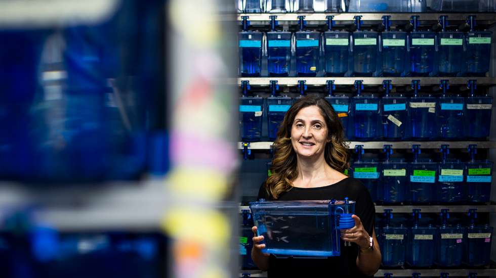 Leonor Saúde licenciou-se em Biologia na Universidade de Aveiro e doutorou-se em Biologia do Desenvolvimento no National Institute for Medical Research (University College London), no Reino Unido, e é investigadora no Instituto de Medicina Molecular João Lobo Antunes (IMM), em Lisboa