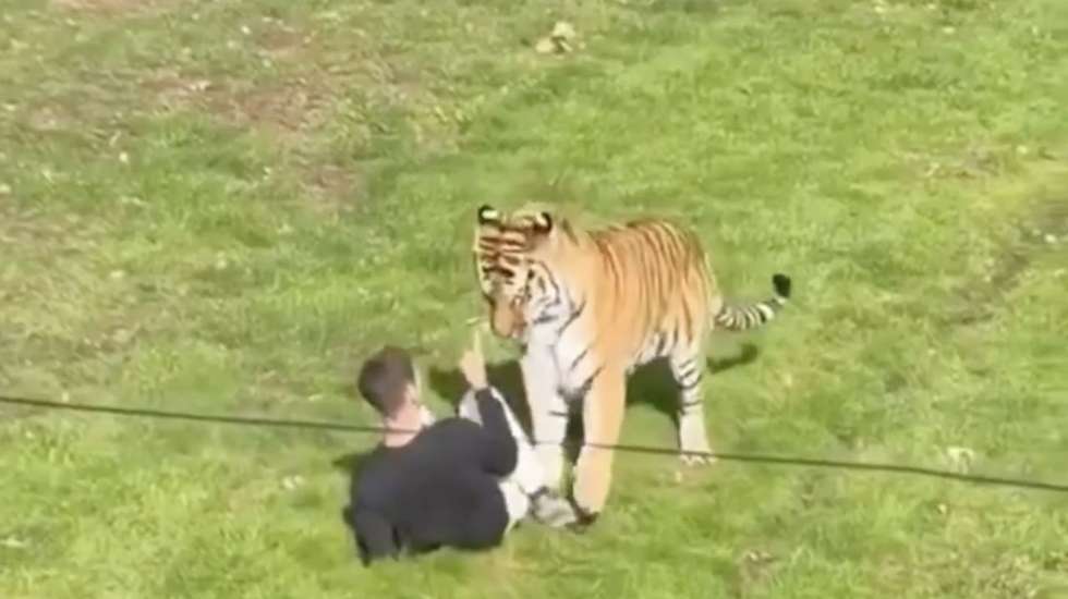 O ataque foi filmado por testemunhas que estavam no local. O homem aparece a tentar repreender o tigre