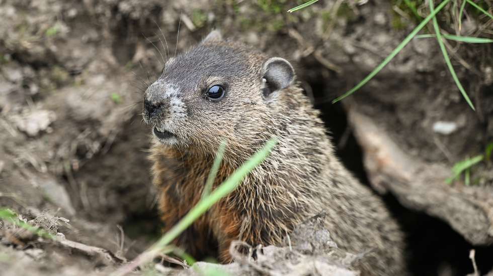 Cerca de mil marmotas são mortas por ano em França