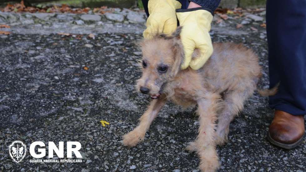 Os animais, que o proprietário acolhia no interior da sua habitação, foram entregues ao Veterinário Municipal de Seia