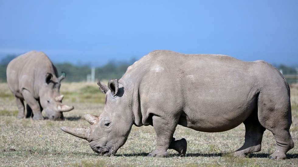A caça ilegal de chifres de rinoceronte na África do Sul foi responsável por 81% dos casos de caça ilegal no continente africano em 2024, segundo a Fundação Internacional para o Rinoceronte