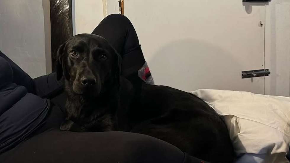 Tokyo é uma cadela labrador preta de cinco anos que pesa 25kg