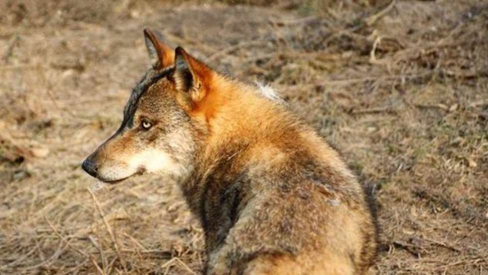 "A população de lobo-ibérico a sul do Douro é uma das mais ameaçadas da Europa", explica a diretora de conservação da Rewilding Portugal