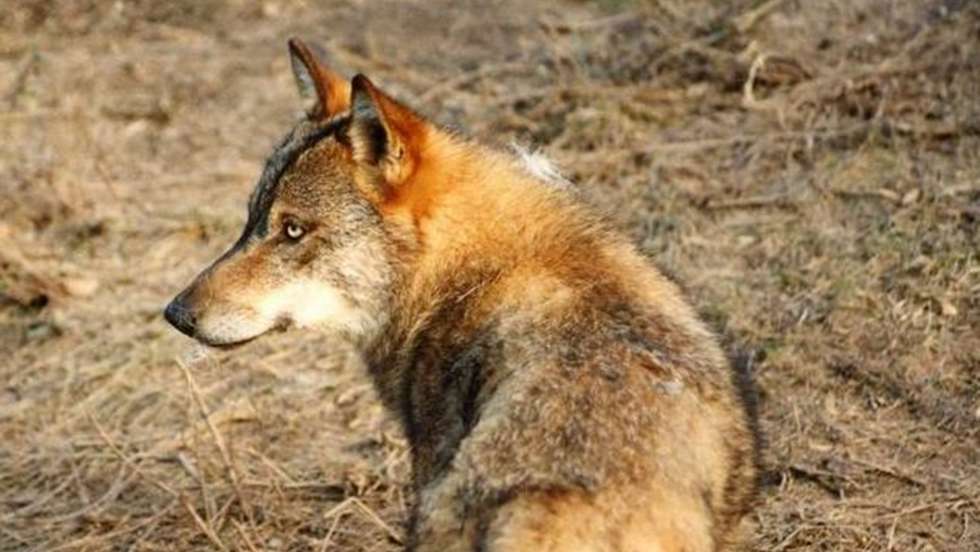 Para os ambientalistas, os impactes sobre o território, pessoas e a biodiversidade &quot;vão-se fazer sentir no imediato, de forma muitas vezes irreversível&quot;, não podendo de &quot;forma alguma cingir-se à Mina do Romano&quot;