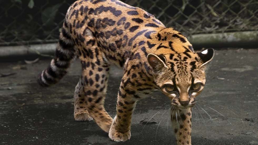 A denominação científica da nova espécie, L. tilcayo, homenageia as comunidades locais que encontraram e cuidaram do animal e que lhe deram esse nome