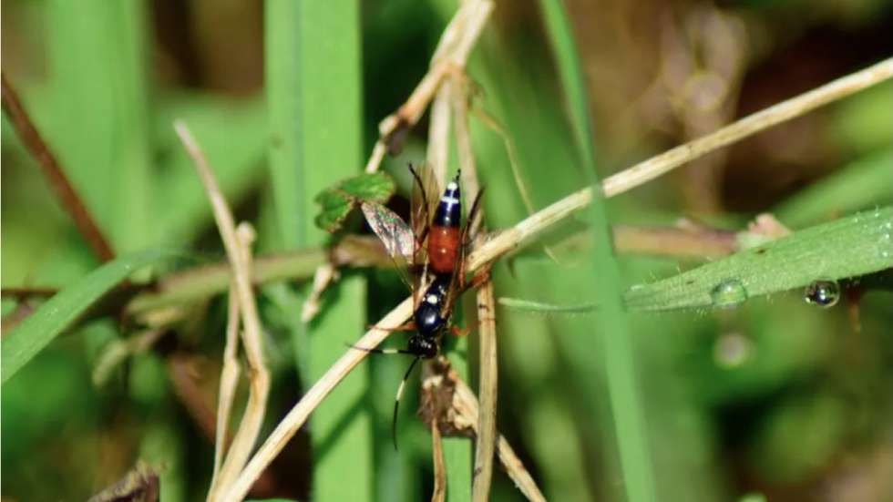 Vespa Exephanes ischioxanthus encontrada em Baião