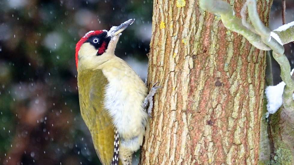 Os pica-paus batem com o bico na madeira cerca de 20 vezes por segundo