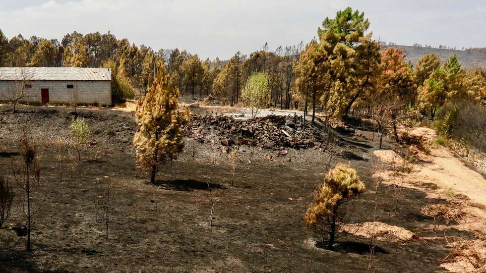 Área ardida durante o incêndio de grandes proporções que lavra há quatro dias no concelho de Trancoso, em Castaíde, 12 de agosto de 2025. O incêndio, que deflagrou no sábado, está dividido em quatro frentes, duas das quais já estão dominadas e em rescaldo, havendo outras duas que causam preocupação. MIGUEL PEREIRA DA SILVA/LUSA