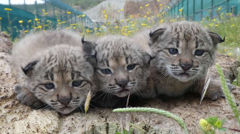 Desde 2009 nasceram 181 linces no centro no Algarve