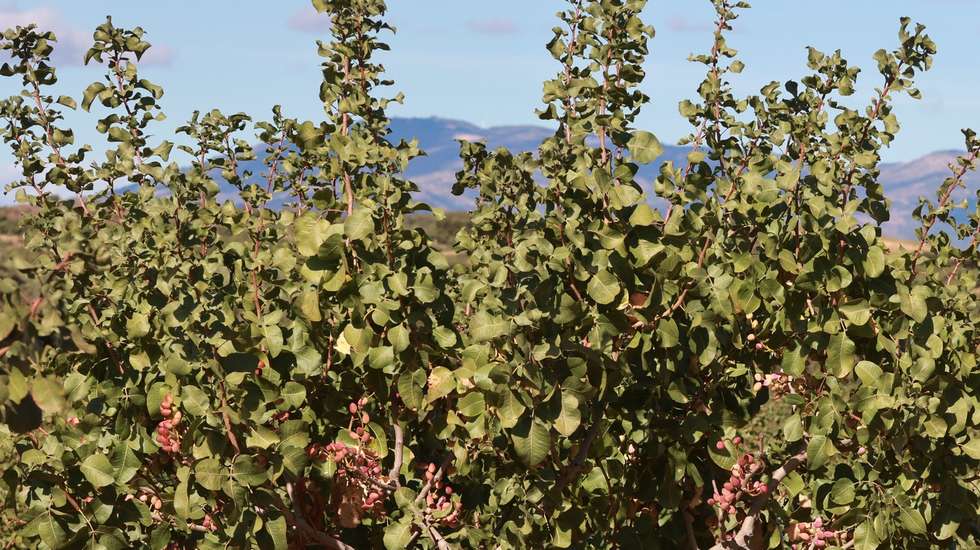 A agricultora, Cátia Afonso, inspeciona uma árvore de pistácio no seu pomar, em Torre de Moncorvo, Bragança, 08 de outubro de 2025. A cultura de pistácios na região do Douro Superior e Vale da Vilariça está a ser encarada como recurso com bastante potencial produtivo, sendo um fruto seco com escoamento garantido, havendo já apostas consideráveis para o seu cultivo. (ACOMPANHA TEXTO DA LUSA DO DIA 11 DE OUTUBRO DE 2025). FRANCISCO PINTO/LUSA