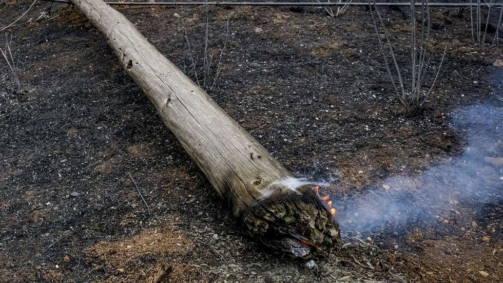 Área ardida pelo incêndio de quarta-feira em Palmela, 14 de julho de 2022. O fogo mobilizou 423 operacionais, com o apoio de 129 meios terrestres. RUI MINDERICO/LUSA