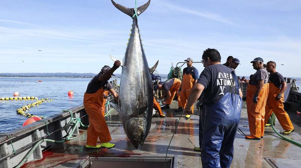 Portugal conta com 36 espécies de peixe em conserva e mais de 800 referência