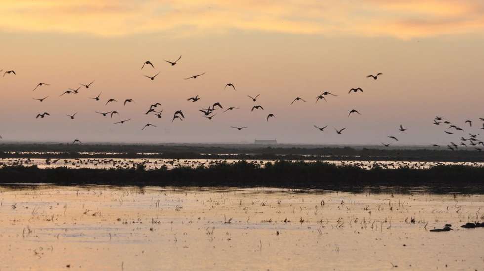 Aves