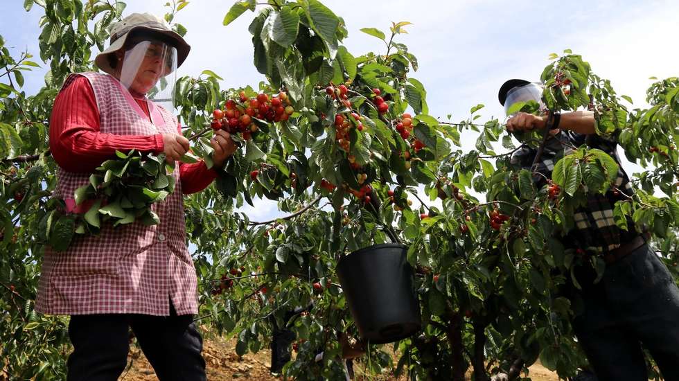 "É expectável que a dimensão da fruta seja maior e que o nível de açúcar da fruta também, porque temos as árvores com menos carga