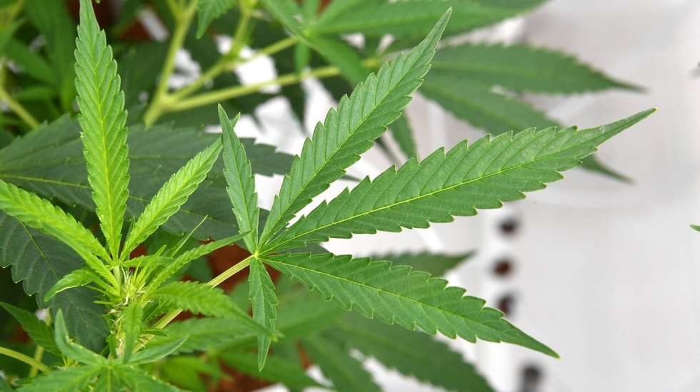 O consumo de cocaína injetável e de cocaína-crack está a tornar-se mais comum nos grupos marginalizados em alguns países