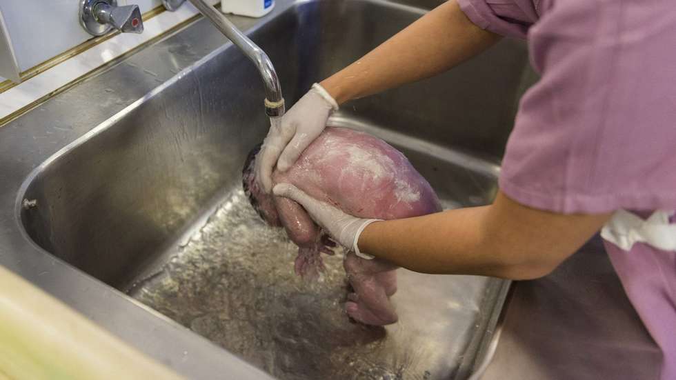 "Reduzir a mortalidade materna continua a ser um dos desafios globais de saúde mais prementes"