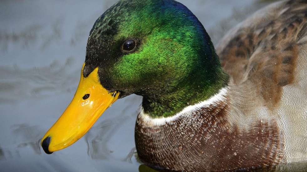 Animal