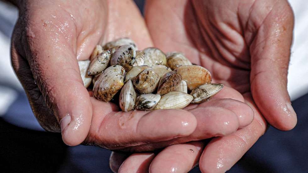 Além dos 550 quilos de amêijoa foram ainda apreendidas duas viaturas e uma ganchorra de mão