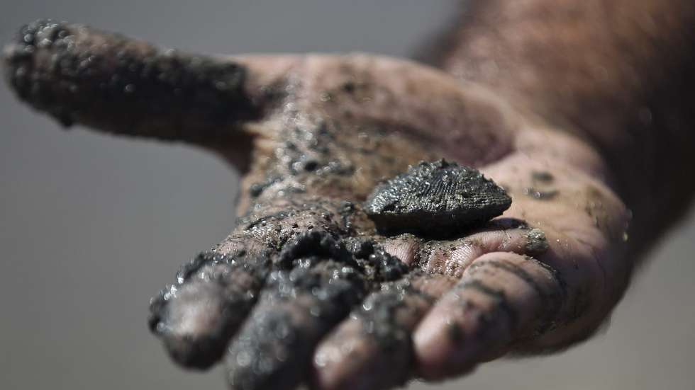 Reportagem sobre apanha ilegal de ameijoa em Alcochete, 23 agosto 2012. A crise e o desemprego estão a empurrar cada vez mais pessoas para a apanha ilegal de ameijoa no rio Tejo, que diariamente é inundado por centenas de mariscadores, na procura de sustento para a família.