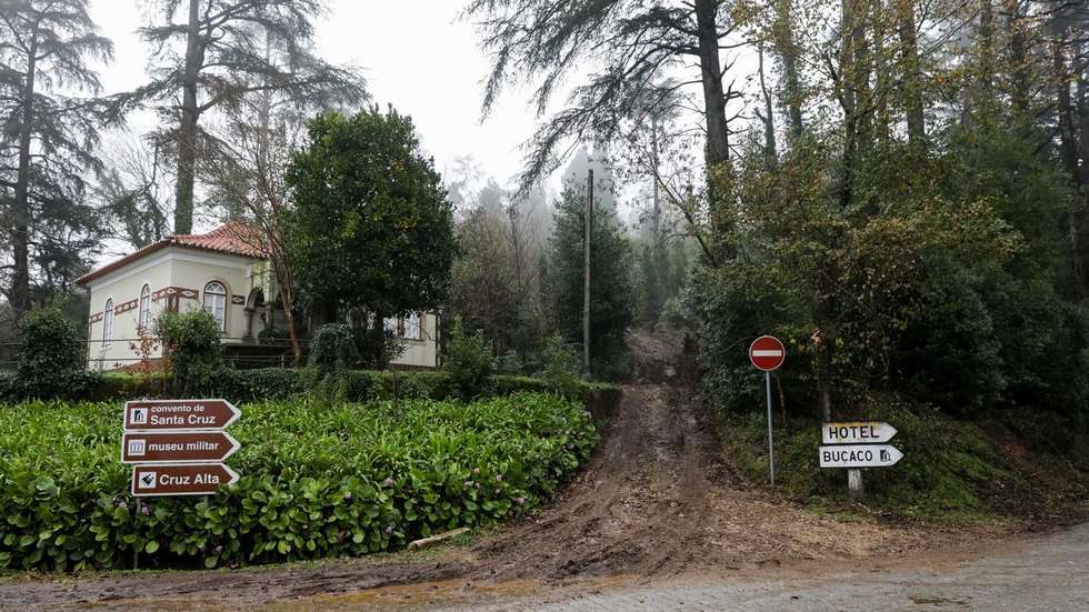O Bussaco ocupa atualmente cerca 105 hectares e possui "uma das melhores coleções dendrológicas da Europa