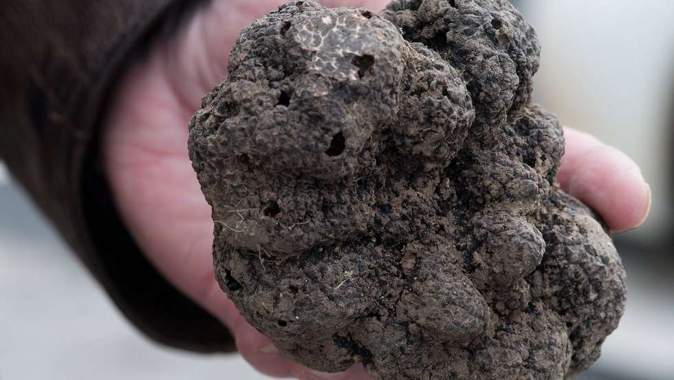 O quilo de trufas é vendido na Síria pelo equivalente a cerca de dez dólares e o preço pode ultrapassar os 24 dólares na capital