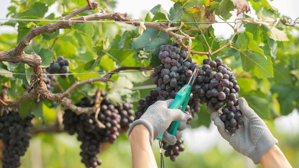 Uvas