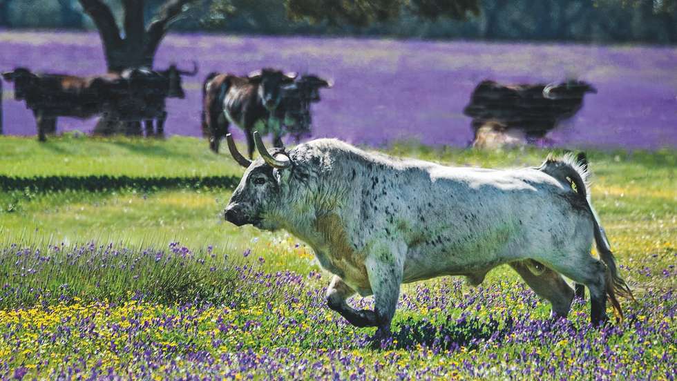 São as fotos que nos dão a medida desta paisagem que, garante Joaquim Grave, "tem sítios que seguramente fizeram parte do paraíso"