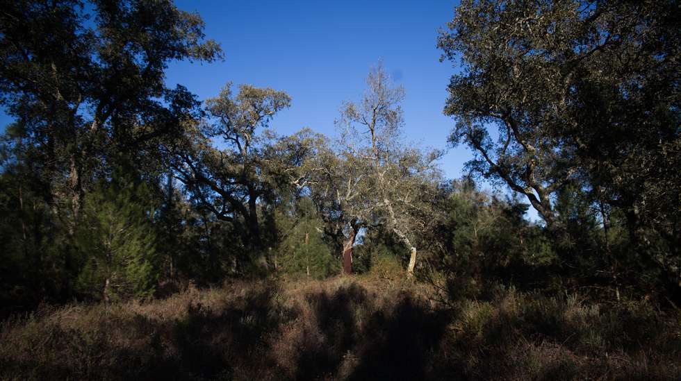 Em causa estão sobreiros abatidos para a construção de um parque eólico em Morgavel, Sines
