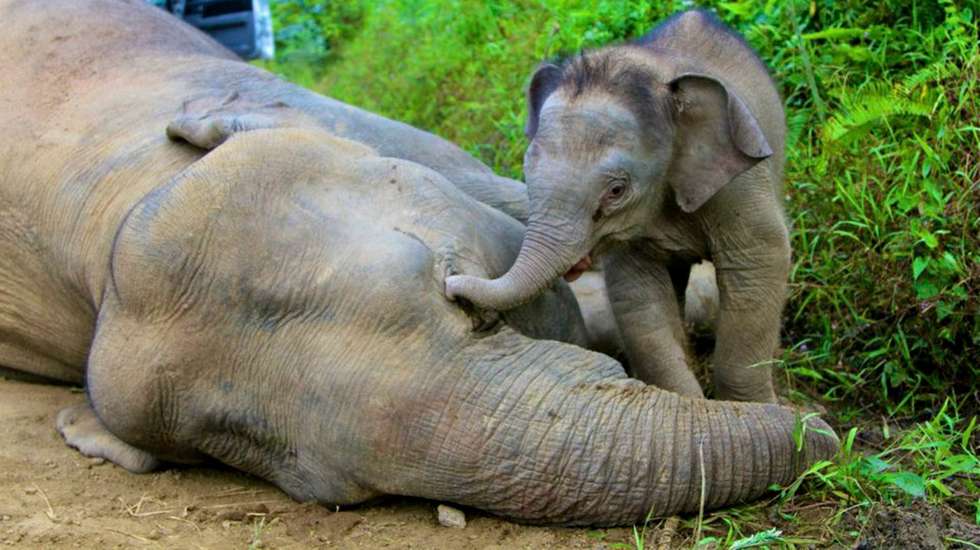 epa03561244 A handout photo by Sabah Wildlife Department dated 23 January 2013 and made avalaible 30 January 2013 shows a young pygmy elephant walking near her dead mother in Gunung Rara Forest Reserve in Malaysia's sabah state on Borneo Island. Ten Borneo pygmy elephants, seven females and three males have been found dead in Gunung Rara Forest Reserve. The elephant was believed to have been poisoned.  EPA/STR   EDITORIAL USE ONLY/NO SALES