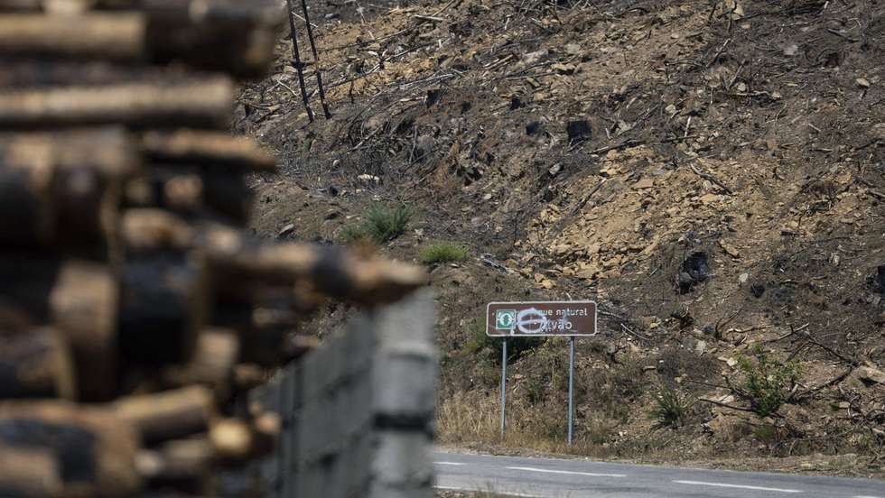 Área ardida na serra do Alvão, onde a 02 de agosto de 2025 deflagrou um incêndio em Sirarelho, Vila Real, 08 de julho de 2026. Um ano depois do incêndio que atingiu a serra do Alvão, entre Vila Real e Mondim de Basto, os pastos renascem, há mais visitantes, há floresta vigiada por câmaras de vigilância, mas há também cicatrizes negras que permanecem. (ACOMPANHA TEXTO DA LUSA DO DIA 12 DE JULHO DE 2026). PEDRO SARMENTO COSTA/LUSA