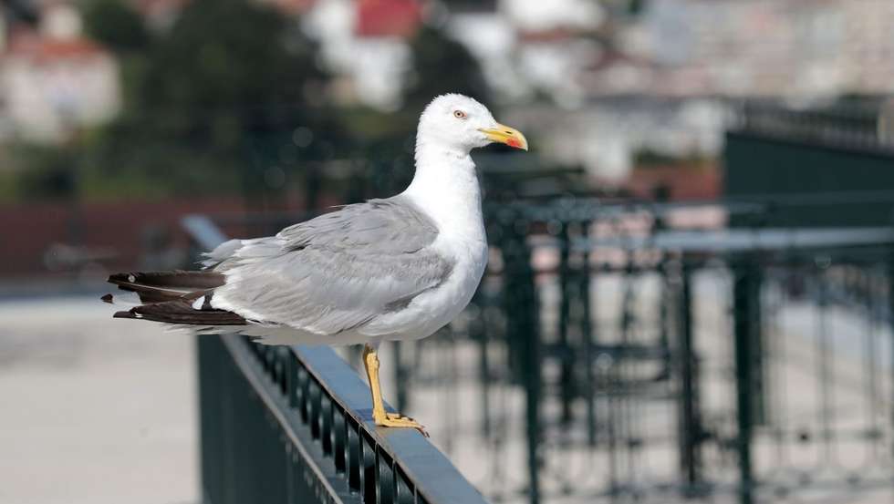 No início da semana, a gripe das aves foi confirmada em gaivotas recolhidas nas praias de Espinho, Aveiro, e entre as praias de Vieira de Leiria e Pedrógão
